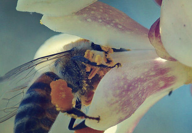 An image of a bee collecting pollen